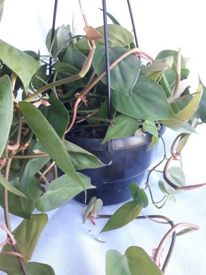 Heart Leaf Philodendron 20cm Hanging Basket