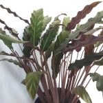 Calathea Rufibarba 19cm Pot