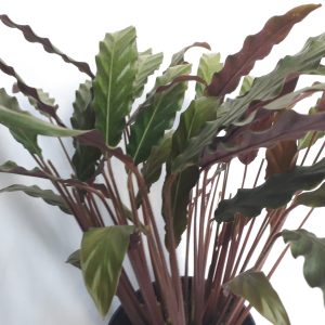 Calathea Rufibarba 19cm Pot