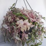 Tradescantia Tricolour 21cm H/B