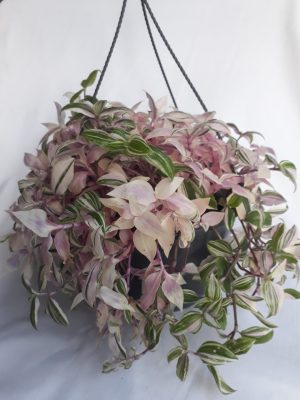 Tradescantia Tricolour 21cm H/B