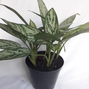 Aglaonema Silver Queen 15cm Pot