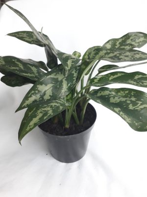 20200710_173453-scaled-1.jpg Aglaonema Commutatum 'Maria 15cm Pot