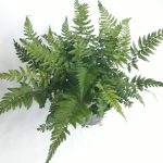 Polystichum Tsus-simense 14cm Pot