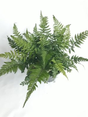 Polystichum Tsus-simense 14cm Pot