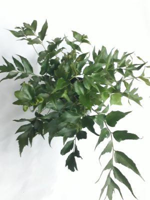 Cyrtomium Fortunei Clivicola 14cm Pot