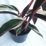 Calathea Triostar 14cm Pot