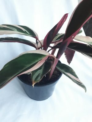 Calathea Triostar 14cm Pot