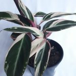 Calathea Triostar 14cm Pot