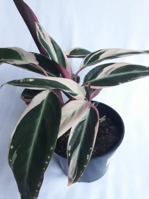 Calathea Triostar 14cm Pot