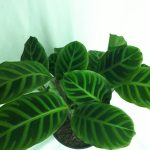 Calathea Zebrina 19cm