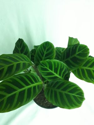 Calathea Zebrina 19cm