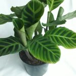 Calathea Zebrina 19cm