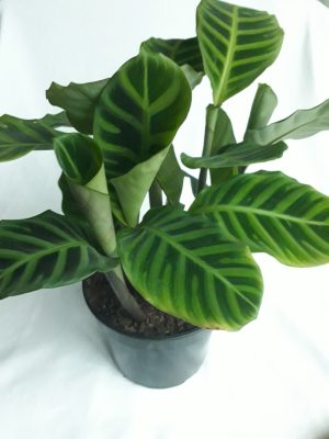 Calathea Zebrina 19cm