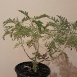 Artemisia Afra 12cm Pot (Wilde Als)