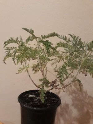 Artemisia Afra 12cm Pot (Wilde Als)