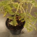 Artemisia Afra 12cm Pot (Wilde Als)
