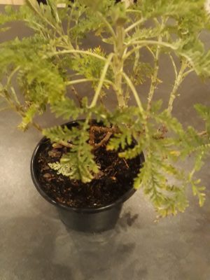 Artemisia Afra 12cm Pot (Wilde Als)