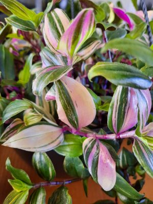 Tradescantia Tricolour 21cm H/B