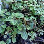 Plectranthus Ciliatus 4lt