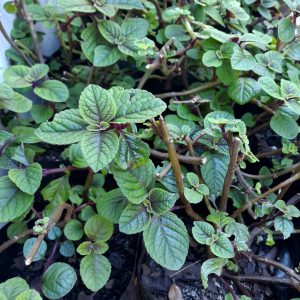 20200805_154647-scaled-1.jpg Plectranthus Ciliatus 4lt