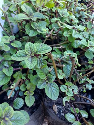 Plectranthus Ciliatus 4lt