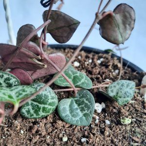 Ceropegia 21cm hanging basket (String of hearts)