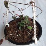 Ceropegia 15cm hanging basket (String of hearts)