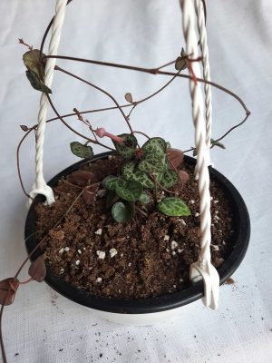 Ceropegia 15cm hanging basket (String of hearts)