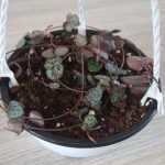 Ceropegia 15cm hanging basket (String of hearts)