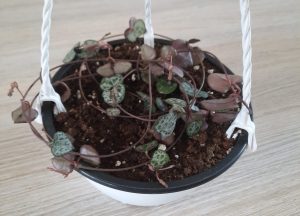 Ceropegia 15cm hanging basket (String of hearts)