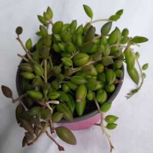 Senecio Herreianus 'String of Beads 12cm Pot'