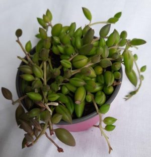 Senecio Herreianus 'String of Beads 12cm Pot'