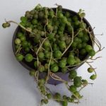 Senecio Rowleyanus 'String of Pearls' 12cm Pot