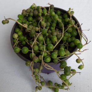 Senecio Rowleyanus 'String of Pearls' 12cm Pot