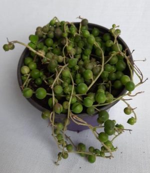 Senecio Rowleyanus 'String of Pearls' 12cm Pot
