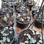 Ceropegia 15cm hanging basket (String of hearts)