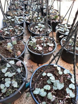 Ceropegia 15cm hanging basket (String of hearts)