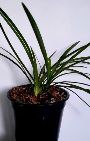 Agapanthus Purple Delight 12cm Pot