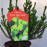 Erica Sparrmanii 15cm Pot