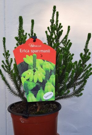 Erica Sparrmanii 15cm Pot