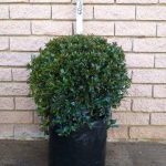 Syzygium Globulus 20lt Ball