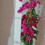 Bougainvillea Brilliant 20lt