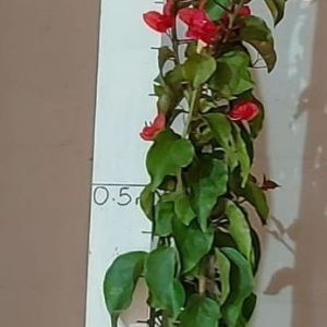 Bougainvillea Crimson Jewel 20lt