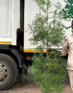 Afrocarpus Falcatus 20lt