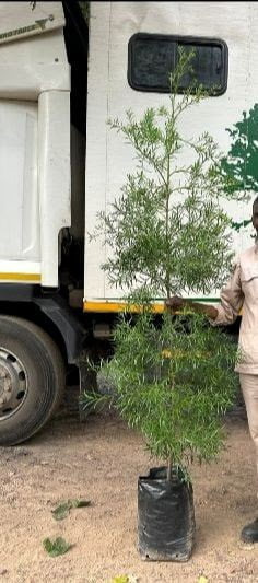 20litre-Afrocarpus-falcatus.jpg Afrocarpus Falcatus 20lt