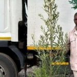 20litre-Kiggelaria-africana.jpg Kiggelaria Africana (Wild Peach) Tree 20lt