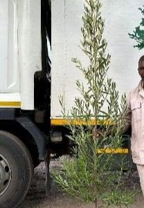 Kiggelaria Africana (Wild Peach) Tree 20lt