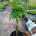 Money Tree 15cm Pot