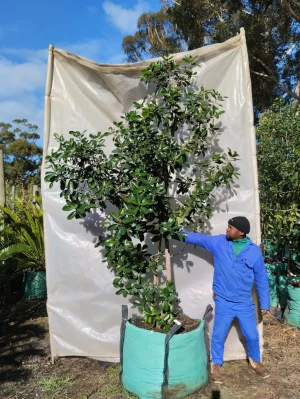 Sideroxylon Inerme 250lt